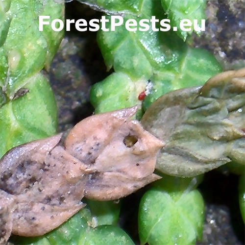 Priadzovček tujov&yacute;