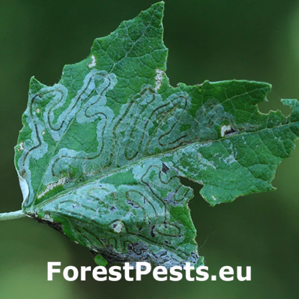 Listovn&iacute;ček Phyllocnistis labyrinthella