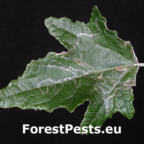 Listovn&iacute;ček Phyllocnistis xenia