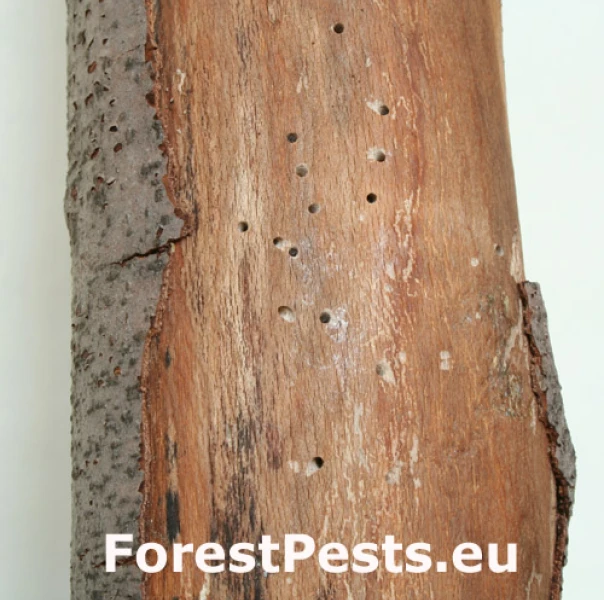 Červotoč obyčajn&yacute;