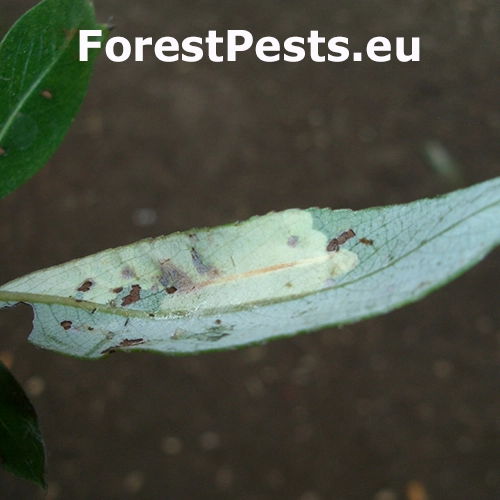 Plosk&aacute;čik vŕbov&yacute;