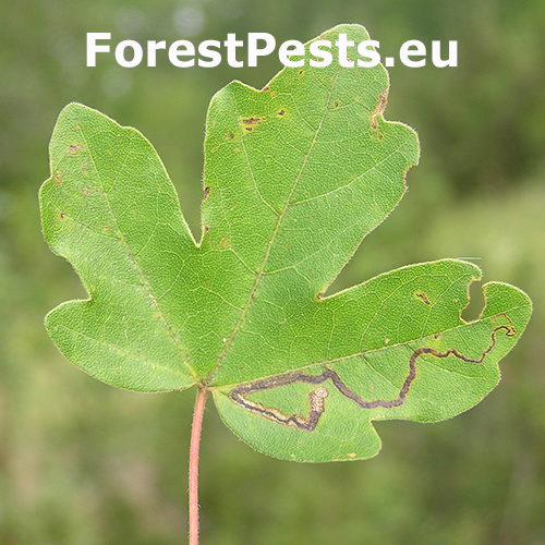 Drobn&iacute;k javorov&yacute;