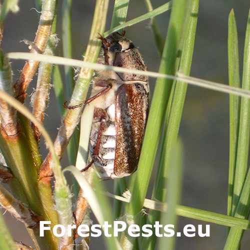 Chr&uacute;st Anoxia australis