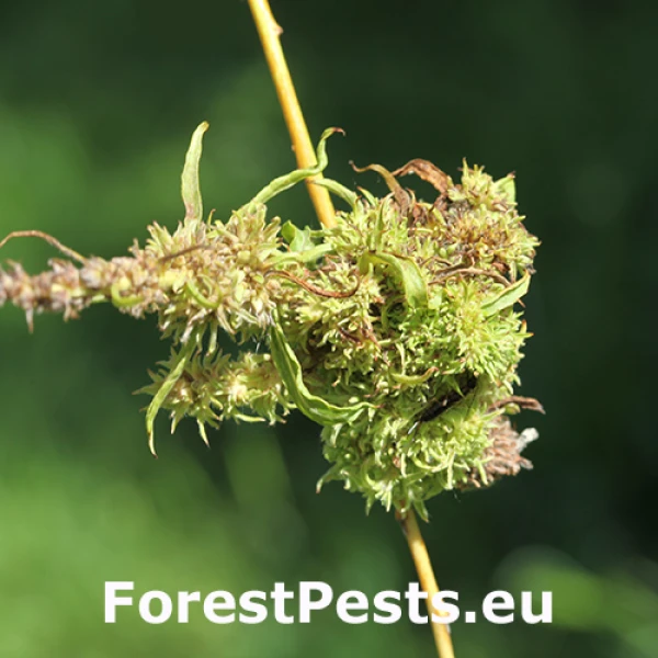 Vlnovn&iacute;k vŕbov&yacute;