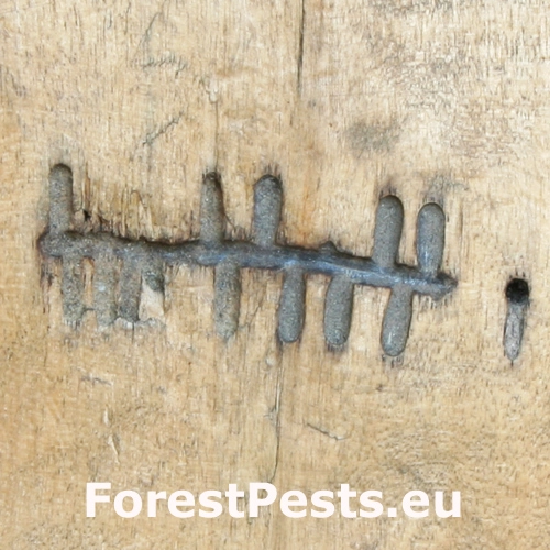 Drevokaz bukov&yacute;