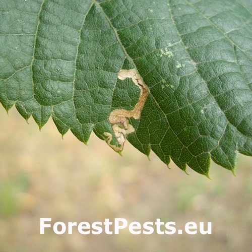 Drobn&iacute;k lipov&yacute;