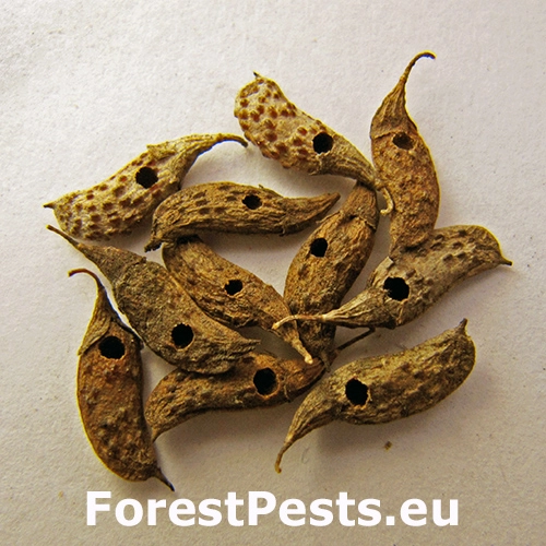 Zrniarka Acanthoscelides pallidipennis