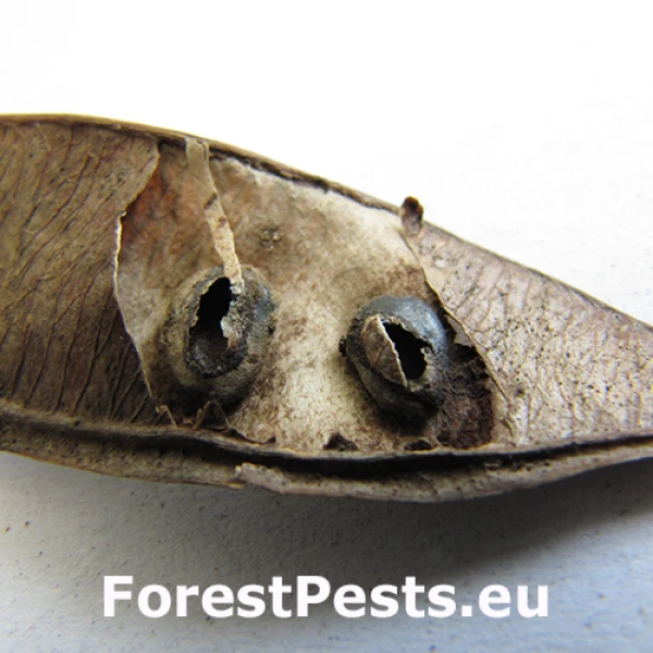 Zrnokaz Bruchidius siliquastri