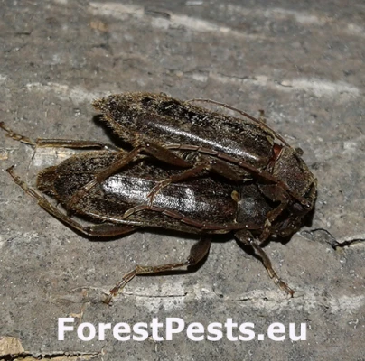 Fuz&aacute;č Trichoferus campestris