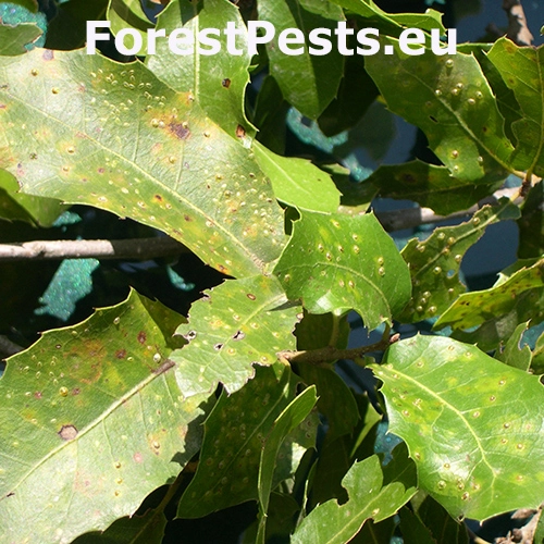 &Scaron;t&iacute;tnička Asterodiaspis ilicicola