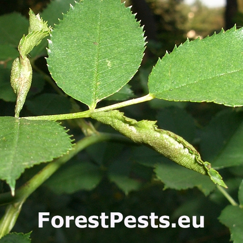 Plodomorka ružov&aacute;