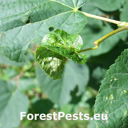 Plodomorka lipov&aacute;