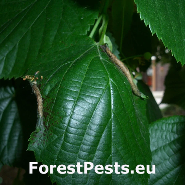 Plodomorka Dasineura tiliae