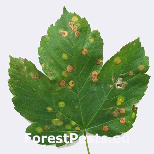 Plodomorka Drisina glutinosa