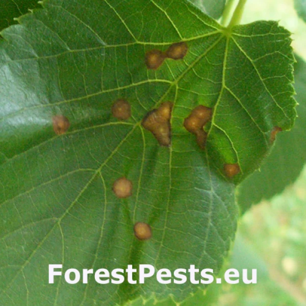 Plodomorka Physemocecis hartigi