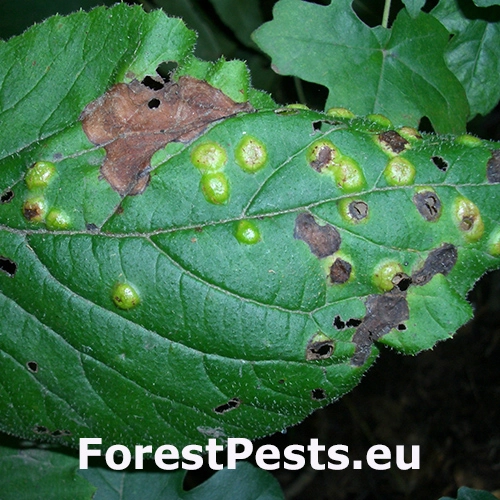 Plodomorka Sackenomyia reaumurii
