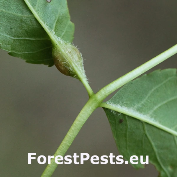 Plodomorka Dasineura acrophila 