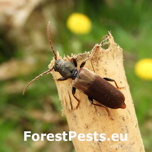 Fuz&aacute;č sivohned&yacute;