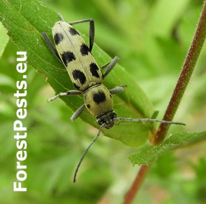 Fuz&aacute;č Chlorophorus herbstii