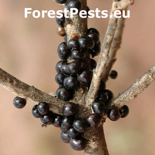 Červec Kermes ilicis 