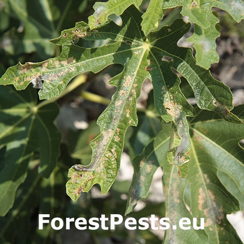 Listom&ocirc;ľka figovn&iacute;kov&aacute;