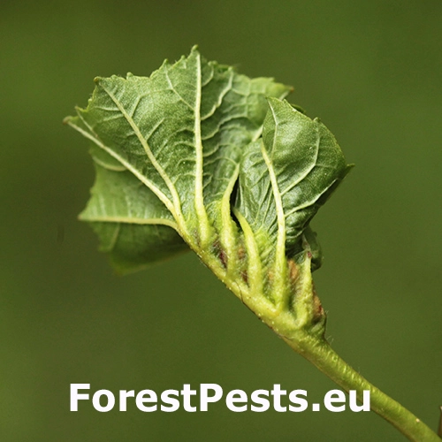 Plodomorka Dasineura tortilis