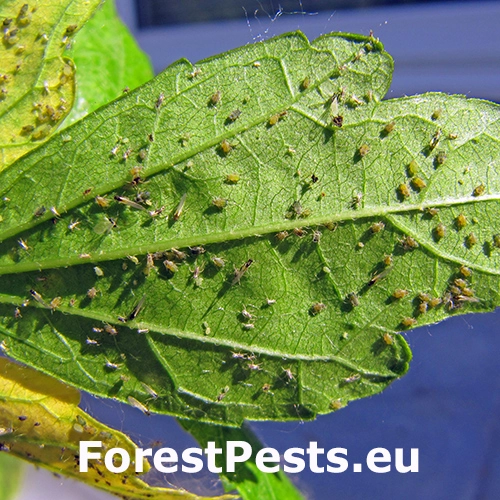 Vo&scaron;ka bavln&iacute;kov&aacute;