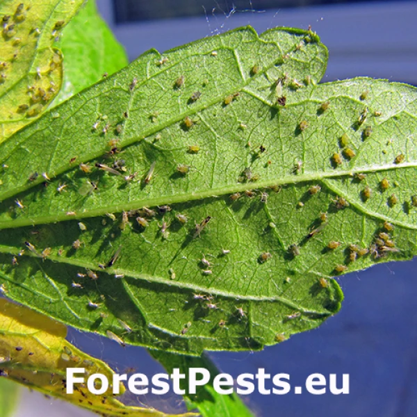 Vo&scaron;ka bavln&iacute;kov&aacute;