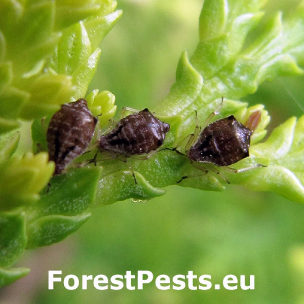 Vo&scaron;ka Cinara tujafilina