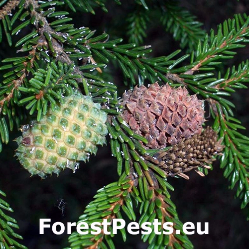 K&ocirc;rovnica Dreyfusia prelli