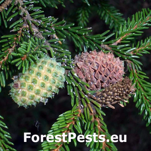 K&ocirc;rovnica Dreyfusia prelli