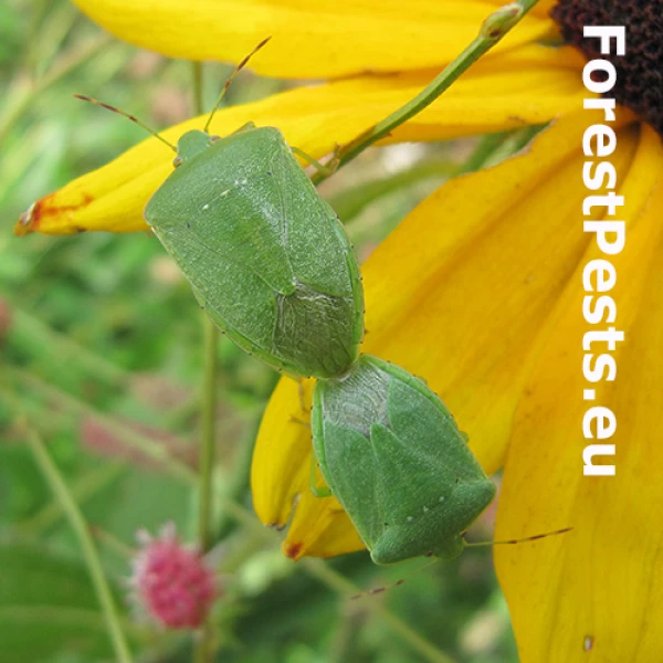 Bzdocha Nezara viridula