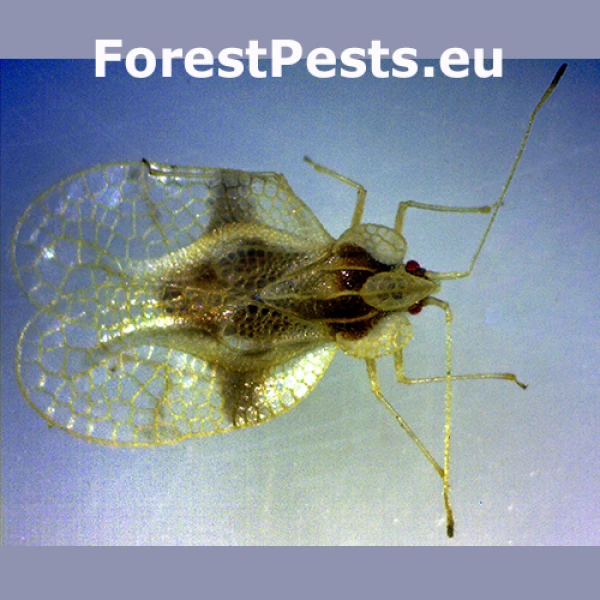 Sietnička Stephanitis rhododendri