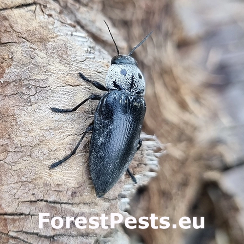 Krasoň Buprestis cupressi