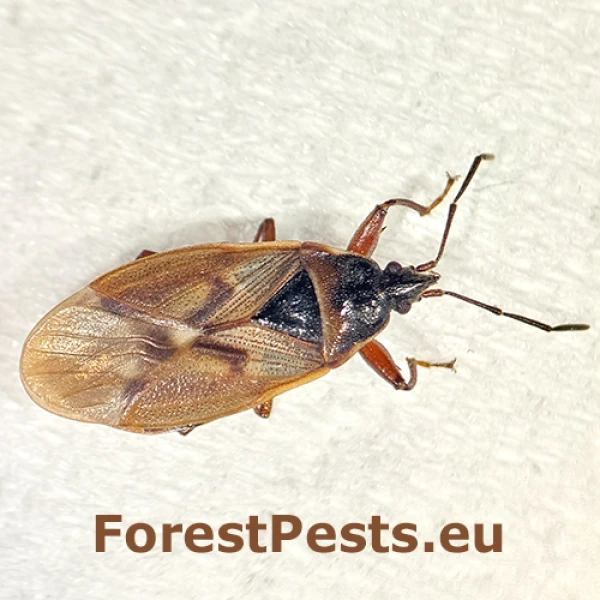 Plo&scaron;tička &scaron;i&scaron;kov&aacute;