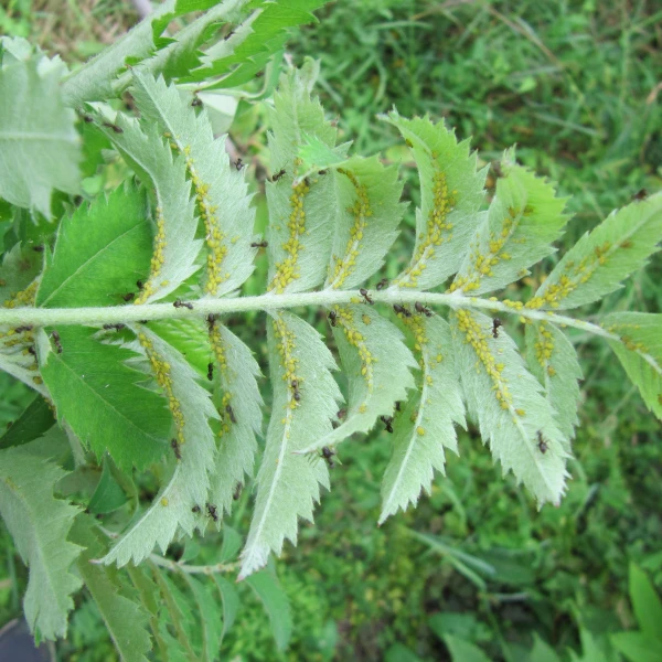 Vo&scaron;ka Aphis spiraecola