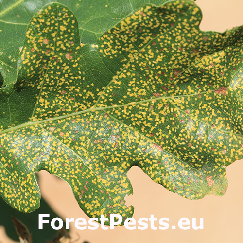 Fylox&eacute;ra na duboch