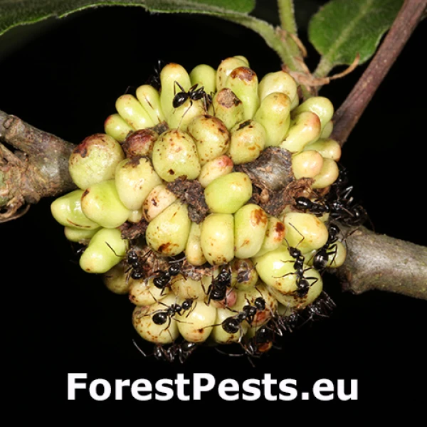 Hrčiarka Dryocosmus cerriphilus