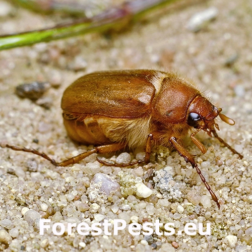 Chr&uacute;stik Amphimallon burmeisteri