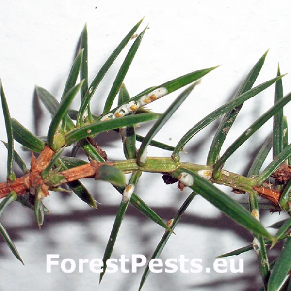 &Scaron;t&iacute;tnička borievkov&aacute;