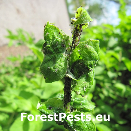 Vo&scaron;ka makov&aacute;