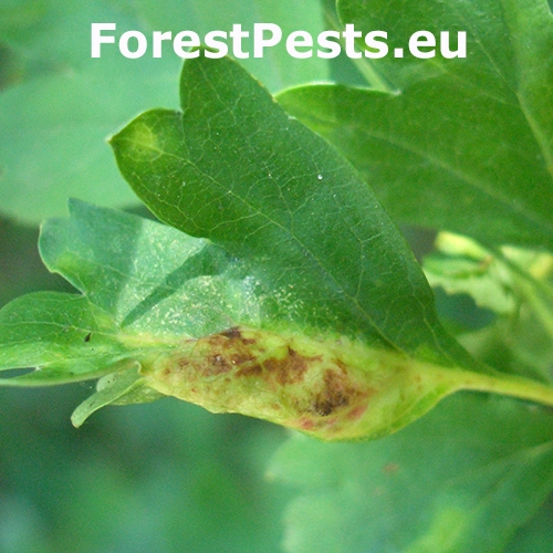 Vo&scaron;ka hlohov&aacute;