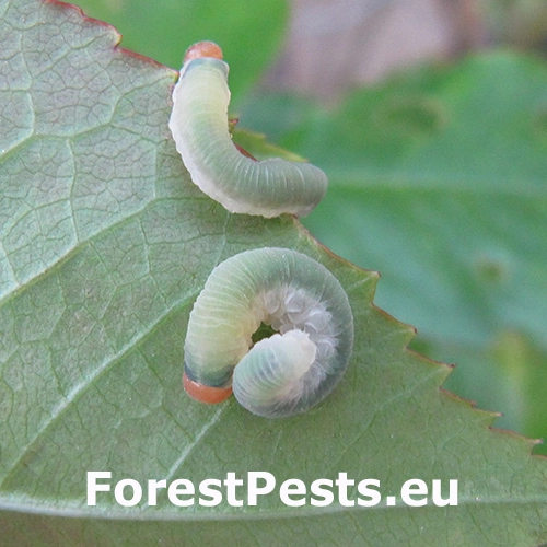 Piliarka Apethymus apicalis