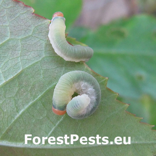 Piliarka Apethymus apicalis