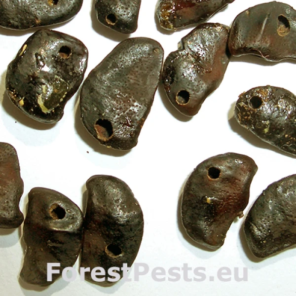 Chalcidka Bruchophagus sophorae