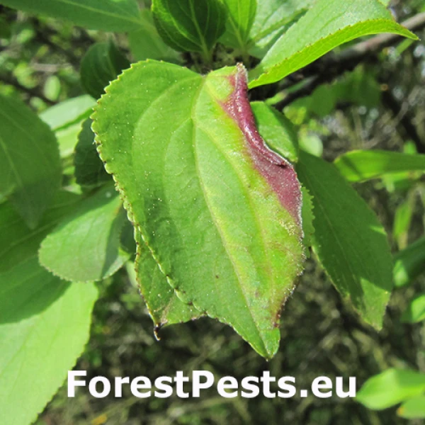 M&eacute;ra r&scaron;etliakov&aacute;