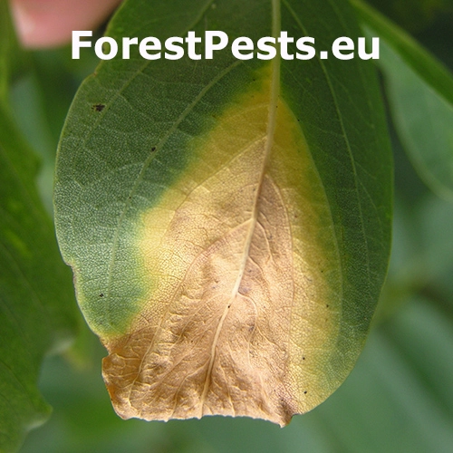 Ag&aacute;tov&aacute; listov&aacute; &scaron;kvrnitosť