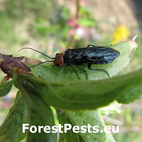 Ploskanka Acantholyda erythrocephala
