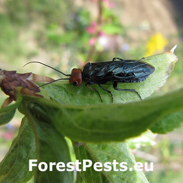 Ploskanka Acantholyda erythrocephala