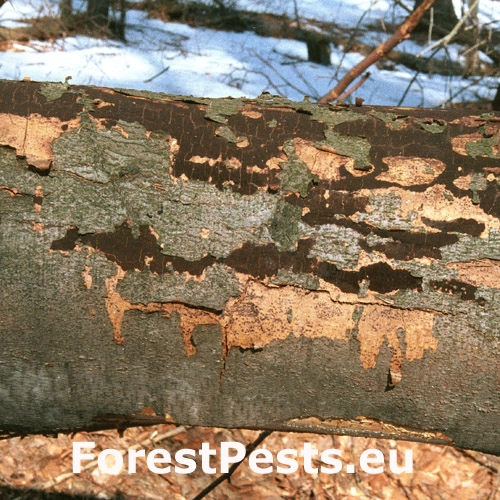 Diatrypka bodkovan&aacute;